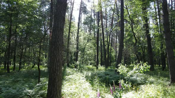 Beautiful Green Forest on a Summer Day Slow Motion alt