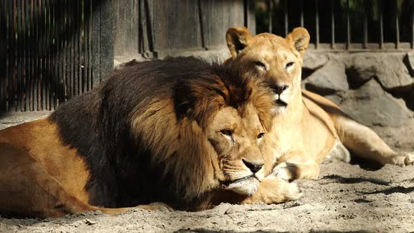 Old Lion And Lioness Resting In Zoo Cage