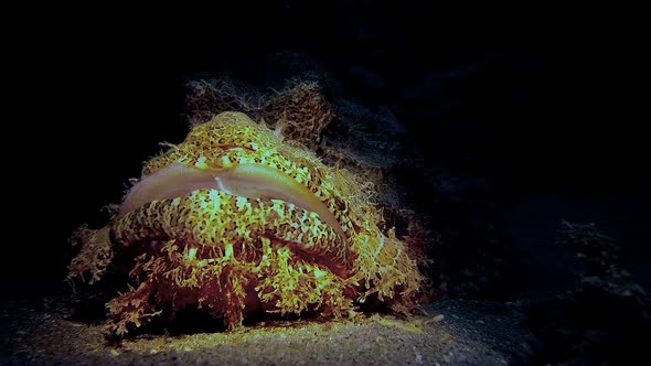 Underwater Scorpionfish alt
