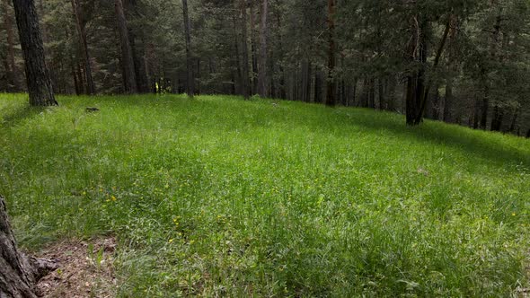 Yellow Pine Forests alt