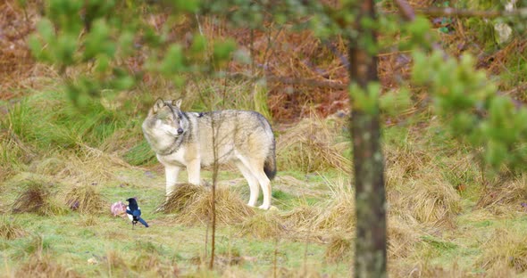 One Grey Wolf Stands in the Forest and Guards a Piece of Meat
