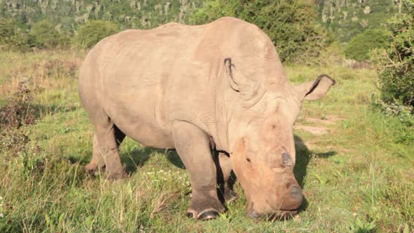 De-horned white rhino, Ceratotherium simum slowly grazes around a game viewer vehicle at Kariega pri alt