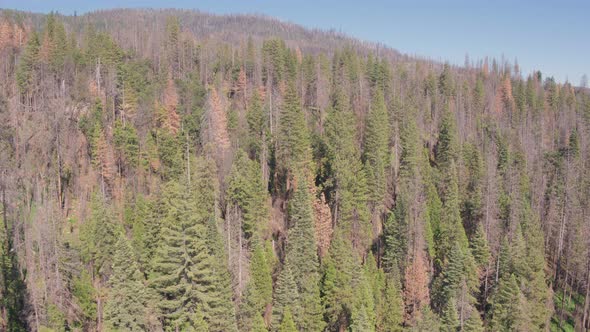 Aerial Drone Shot Flying Over a Remote California Forest Valley (Sierra National Forest, California)