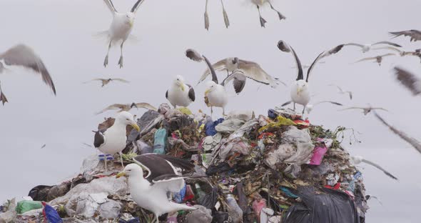 Birds flying over rubbish piled on a landfill full of trash alt