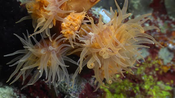 Close up of arange sea anemones filmed during a night dive on a colorful coral reef. alt