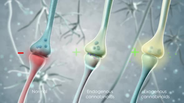 Synaptic transmission, human nervous system. alt