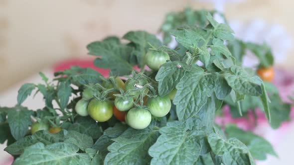 Bush Of Tomatoes In A Pot. Clusters Of Tomatoes Are Visible. Some Are Ripe, Some Are Still Green. alt