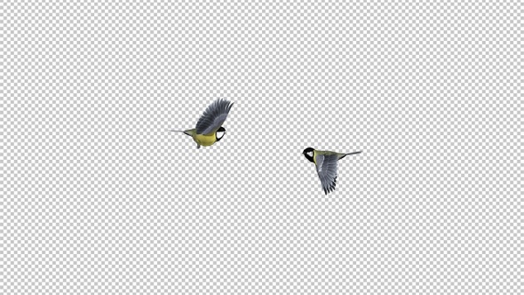 2 Yellow Tit Birds - Flying Around - Transparent Loop