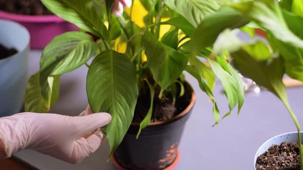 Examining spathiphyllum houseplant alt