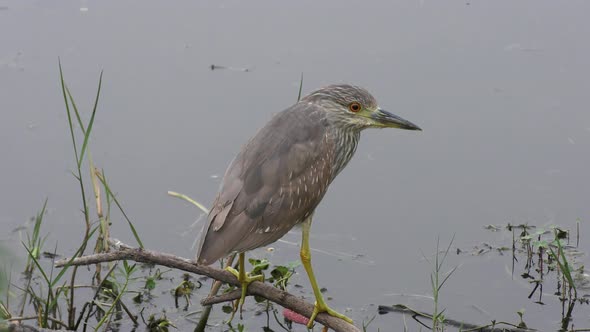Immature Black Crowned Night Heron Perched