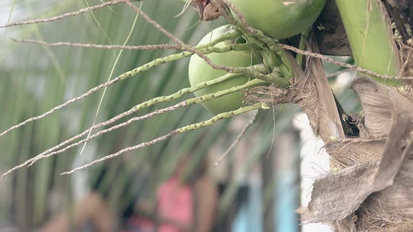 Close Coconut Palm Tree with Fruits Against Blurred Woman alt