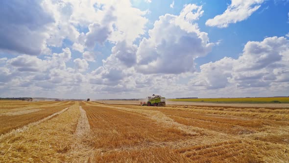 Harvesting of wheat in season. alt