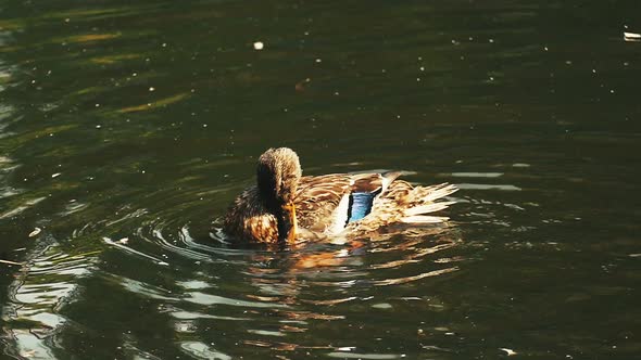 Brown wild duck and dives for prey and tries to take off.