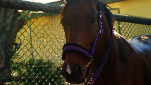 Horse standing in ranch alt