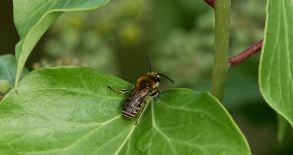 European Honey Bee, apis mellifera, Adult Grooming, Normandy, real Time 4K