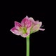 Time lapse of growing and rotating Candy Floss amaryllis Christmas flower - VideoHive Item for Sale
