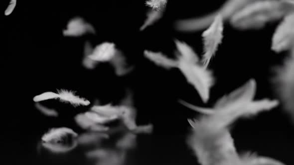 White Feathers Fying In The Wind On Black Background alt