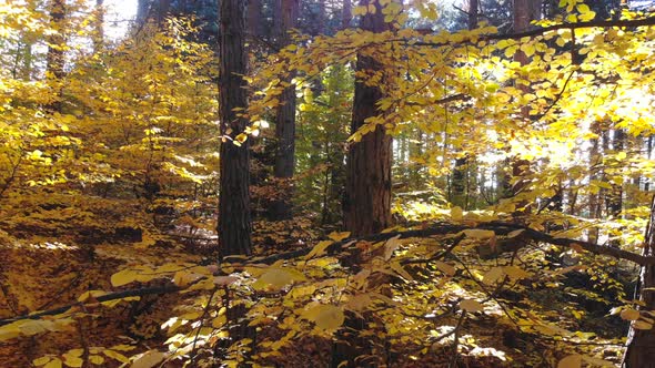 Cinematic Yellow Dry Leaves in Natural Autumn Forest
