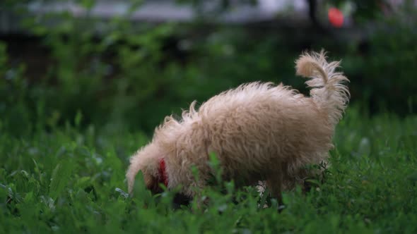 Cute Puppy Toy Poodle Sit Outdoors