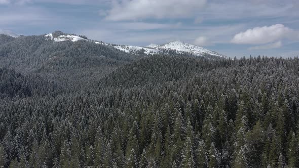 Bird's-eye view of the winter forest on the mountain