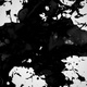 Black Ink Splash Collision - VideoHive Item for Sale