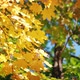Autumn Maple Leaves - VideoHive Item for Sale