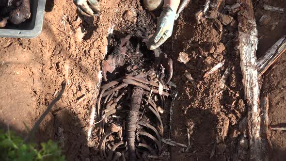 Exhumation Of Human Remains