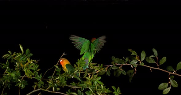 Fischer's Lovebird, agapornis fischeri, Pair standing on Branch, taking off, in flight alt