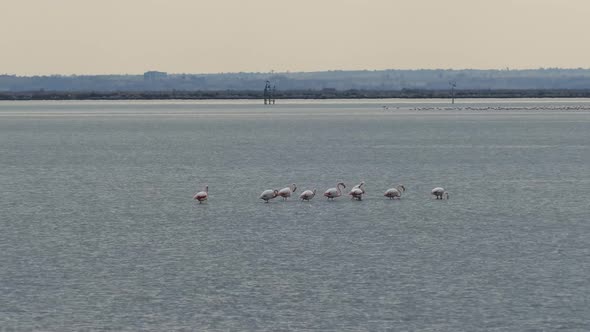 Group flamingos at lake alt