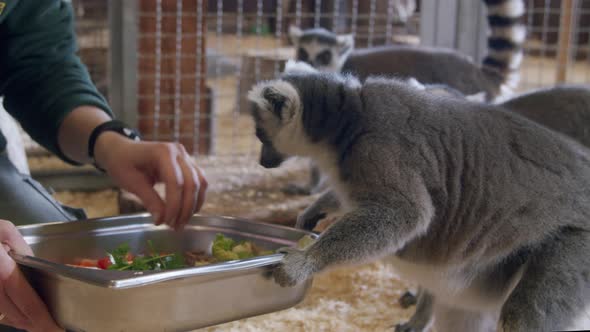  Lemur Eating out of a Persons Hand 