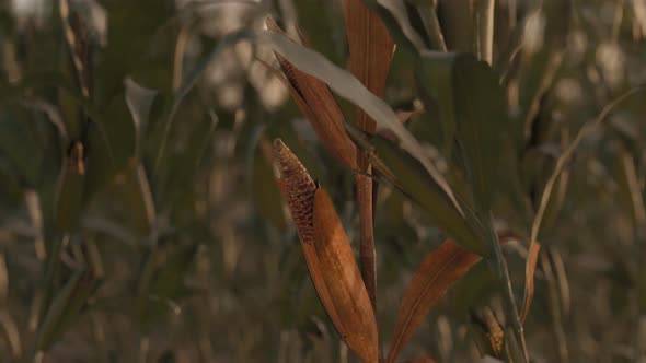 Rotation Of Single Withered Corn Plant in front of green maize field