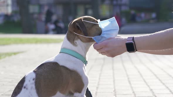 Woman  Wearing Face Mask on The Dog