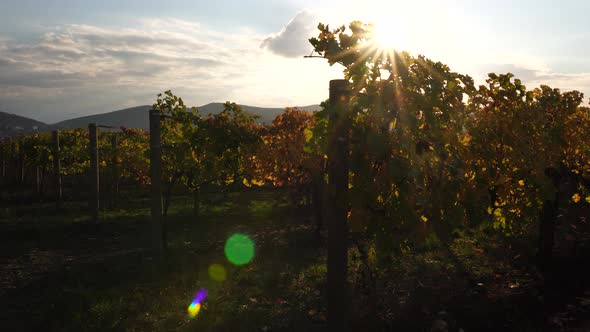 Bright Autumn Red Orange Yellow Grapevine Leaves at Vineyard in Warm Sunset Sunlight alt