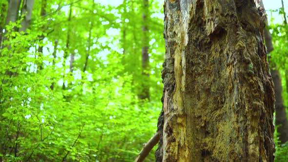Close-up pitch down on Old rotten tree in the forest alt