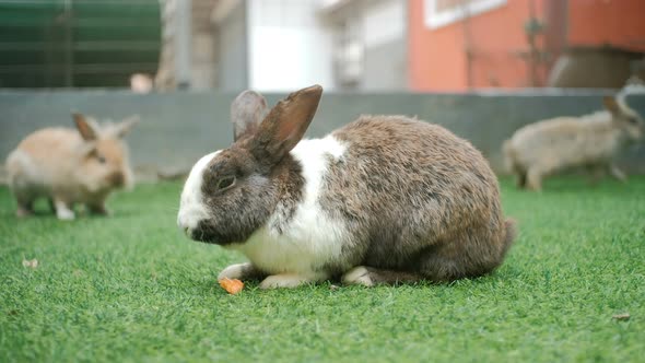 Lovely bunny easter fluffy rabbit, baby rabbit eat carrot and vetgetable on grass, Close up. alt
