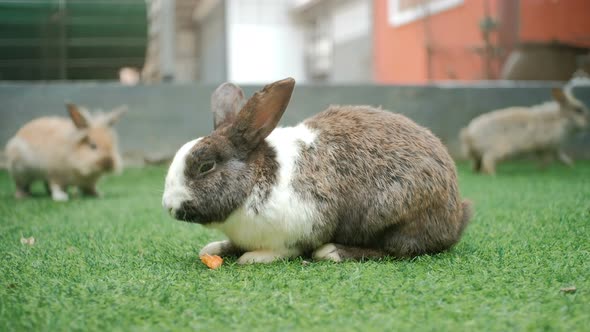 Lovely bunny easter fluffy rabbit, baby rabbit eat carrot and vetgetable on grass, Close up.