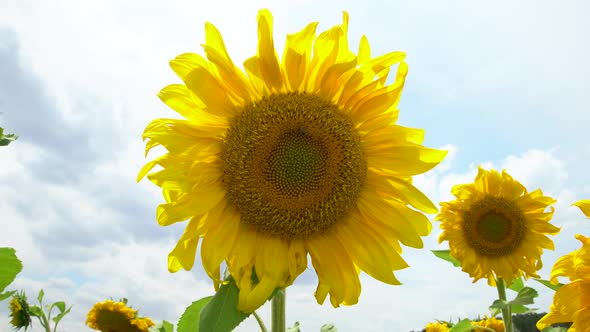Sunflower And Sun