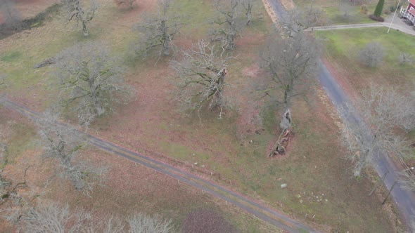 Quercus Petraea Oak Trees With No Leaves in Field Aerial Landscape Reveal