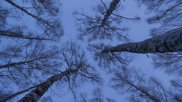 Birch grove in evening light