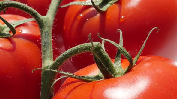 Red Solanum lycopersicum cerasiforme on the vine slow tilt food background 4K 3840X2160 UltraHD vide alt
