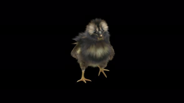 16 Baby Chicks Dancing 4K alt
