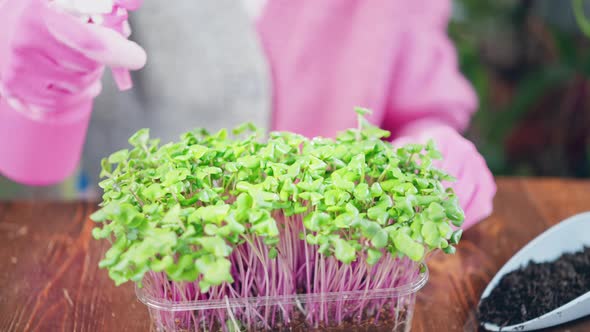 Woman Spraying Microgreens Sprouts