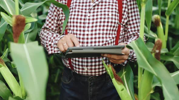 Old Senior man farmer with digital tablet working in field smart farm in a field with corn