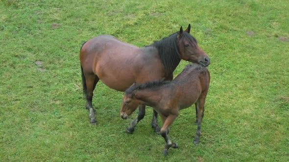 Horse Foal and Mother Mare Graze on Pasture on Background of Green Grass in Rain alt