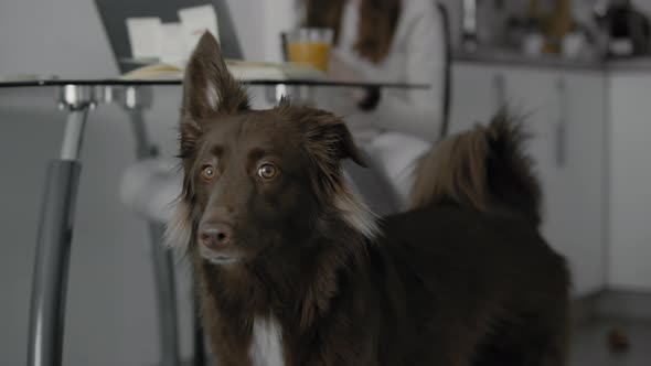 Woman At Home Using Her Smartphone Close To Her Dog. alt