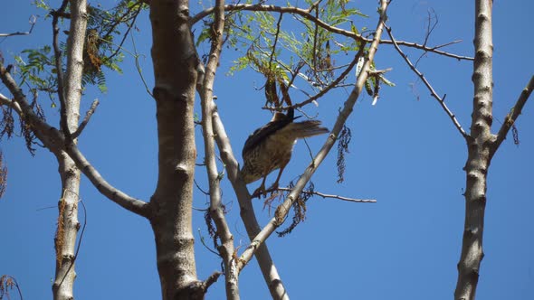 Fijian Goshawk balancing on small twig flying away against perfect blue sky alt