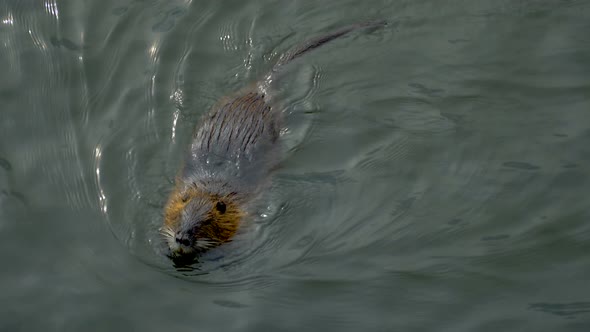 Nutria in Water