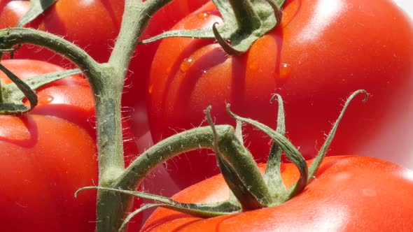 Vegetable Solanum lycopersicum cerasiforme on vines slow tilt background 4K 3840X2160 UltraHD video 
