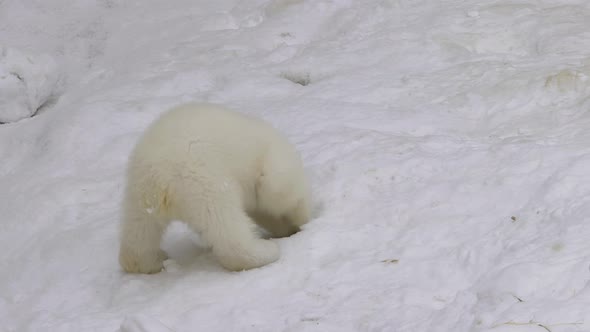A Polar Bear Cub Walks And Explores In A Winter