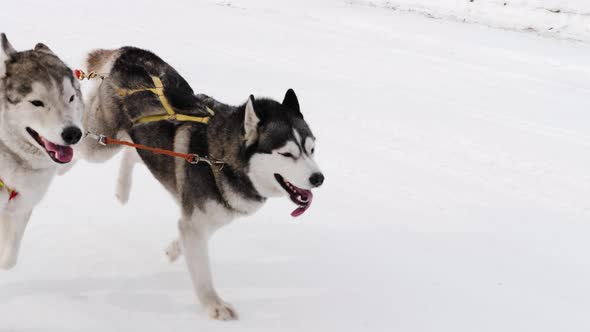 Two Huskies are running in a harness